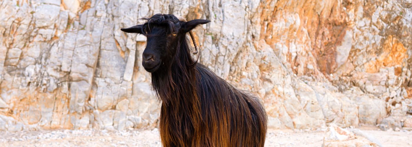 A goat in Seitan Limania Beach